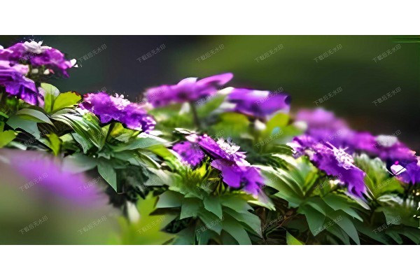 时尚养生新篇章，白茶茶饮成为健康生活新宠